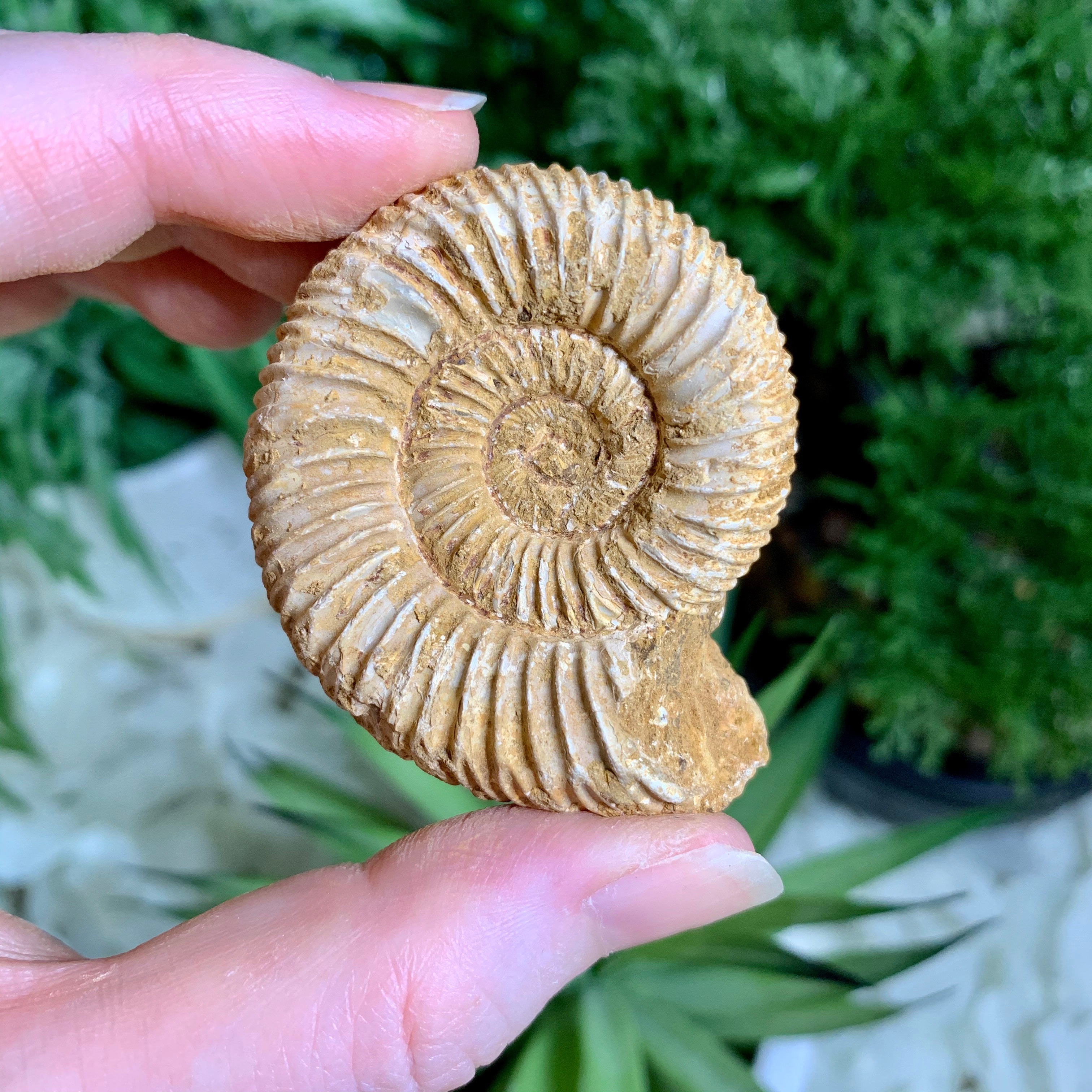 ammonite animal size