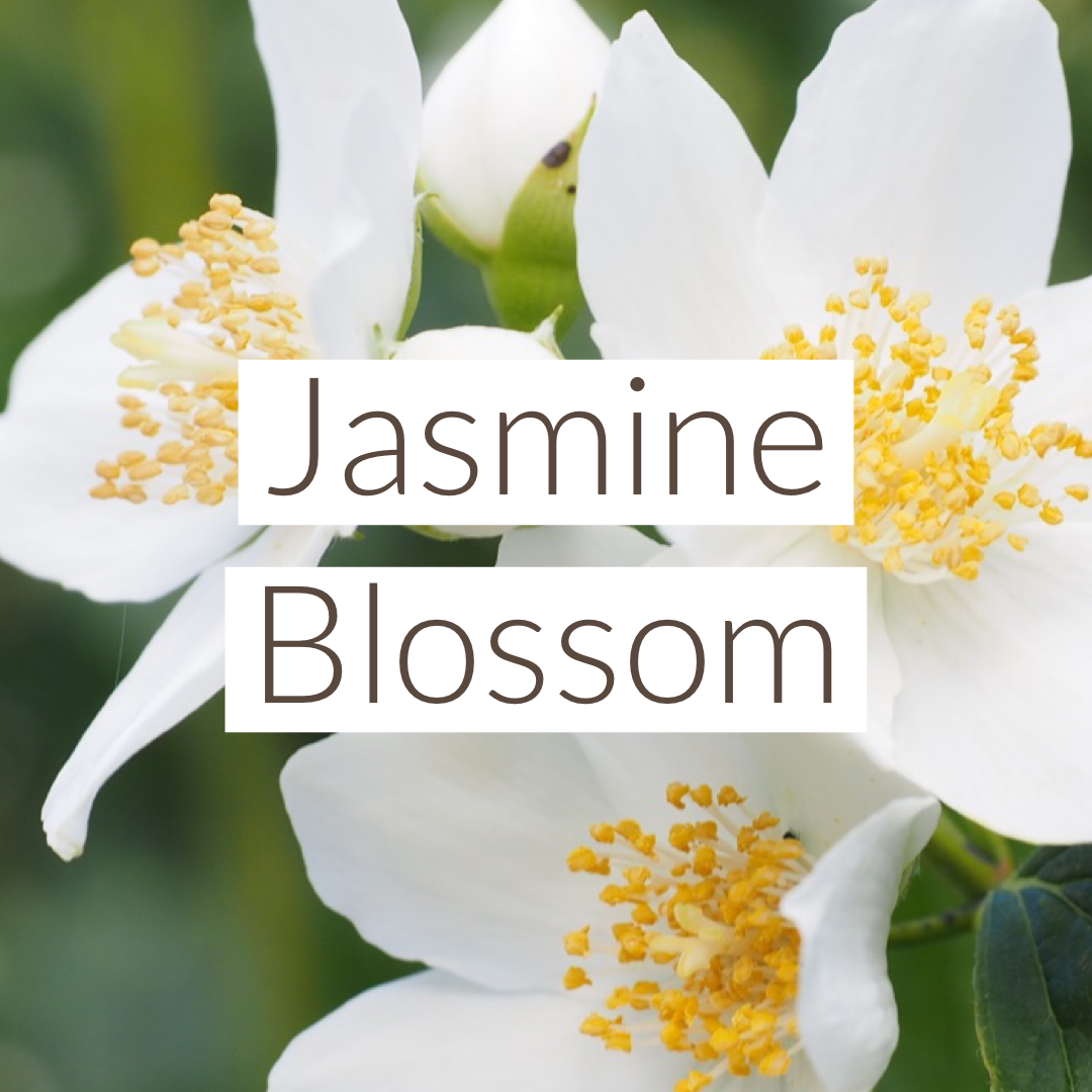 Jasmine Blossom Incense Sticks